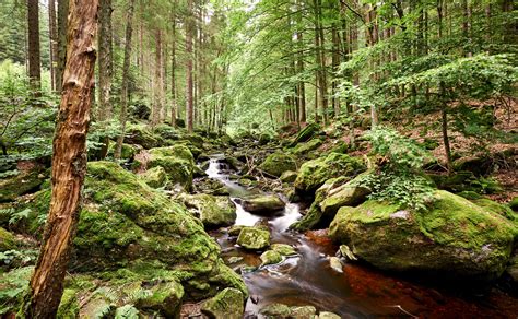 Nationalpark Bayerischer Wald
